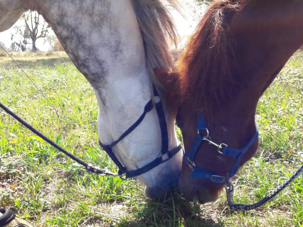 Aktionstag in den Sommerferien 2025, Ferienbetreuung auf dem Pferdehof: Zwei Pferde stecken die Köpfe zusammen