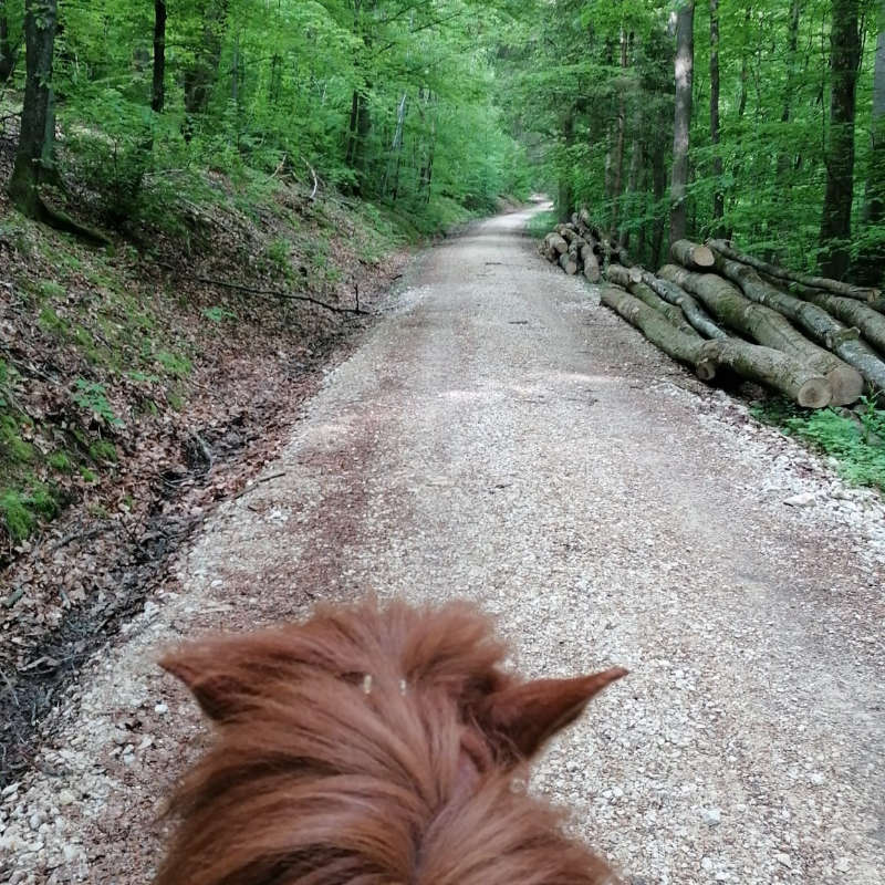 Aktionstag in den Osterferien 2025 - Ausritt im Wald, Pferdekopf im Vordergrund
