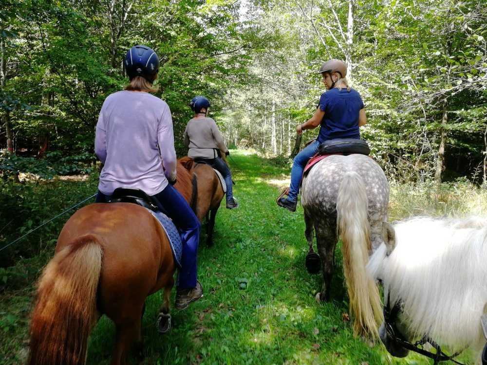 Gruppenausritt in den Pfingstferien: Bild mit Pferden