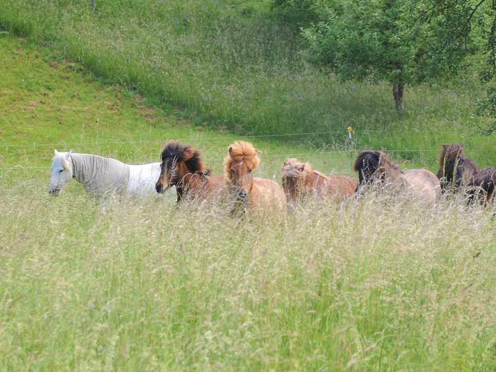 Ferienbetreuung auf dem Pferdehof: Ponys gallopieren auf der Wiese